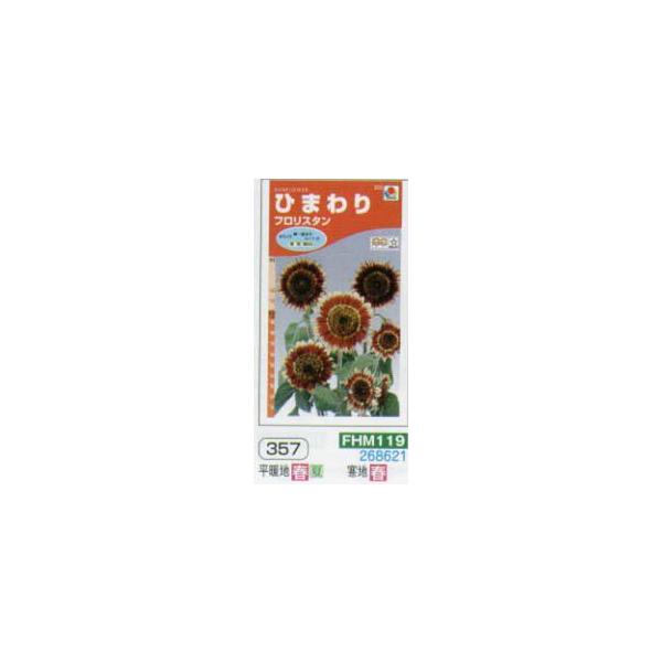 q}@Ђ܂@tX^[FHM119]/