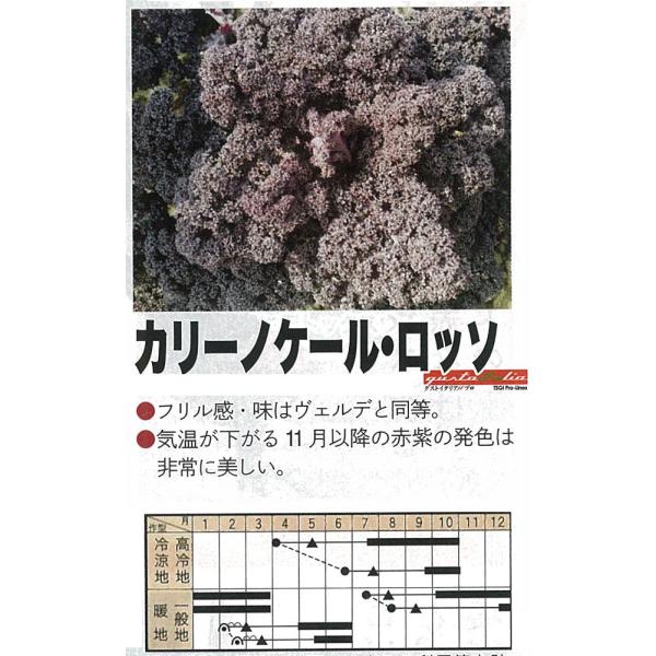 yC^A̖؁zGustoItalia@J[mP[Eb\iP[jk_Czl/40