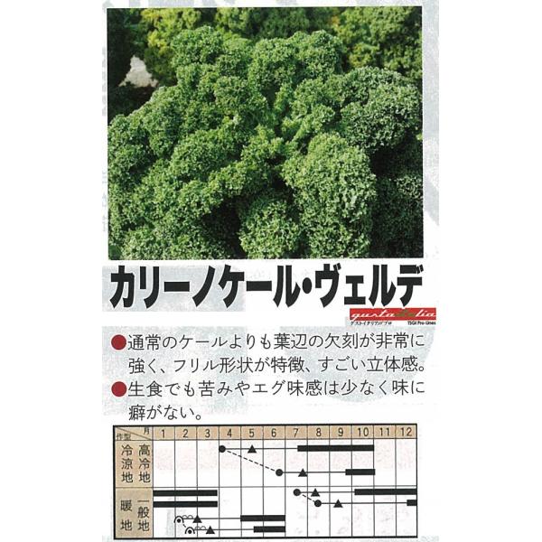 yC^A̖؁zGustoItalia@J[mP[EFfiP[jk_Czl/40