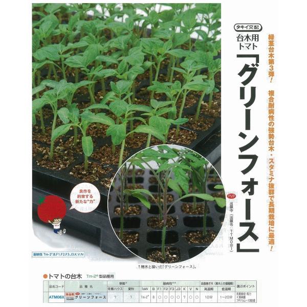 yؗpizg}gp O[tH[Xk^LCzlio^i햼FTTM081j/1痱