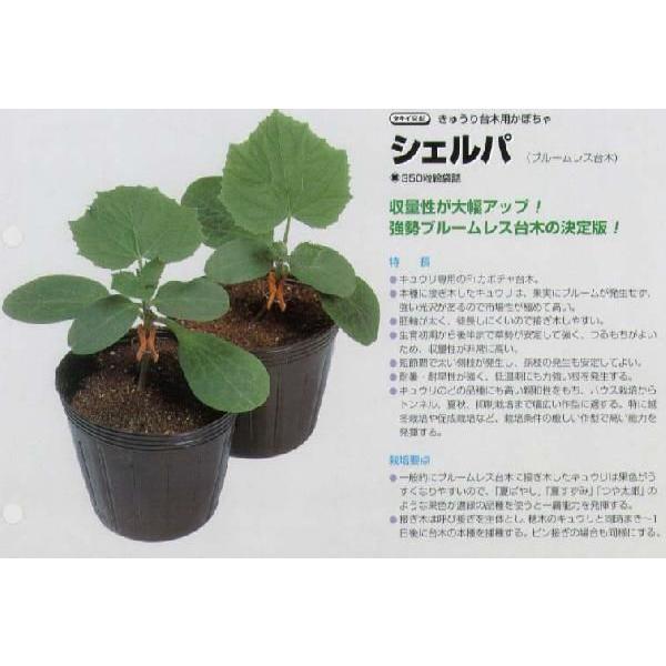 yؗpizLEp VFpk^LCzl/350