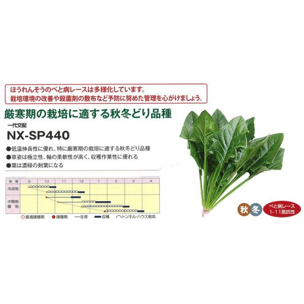 yzE\EzXeCV[iNX-SP440jkzinӔ_jl/1dl