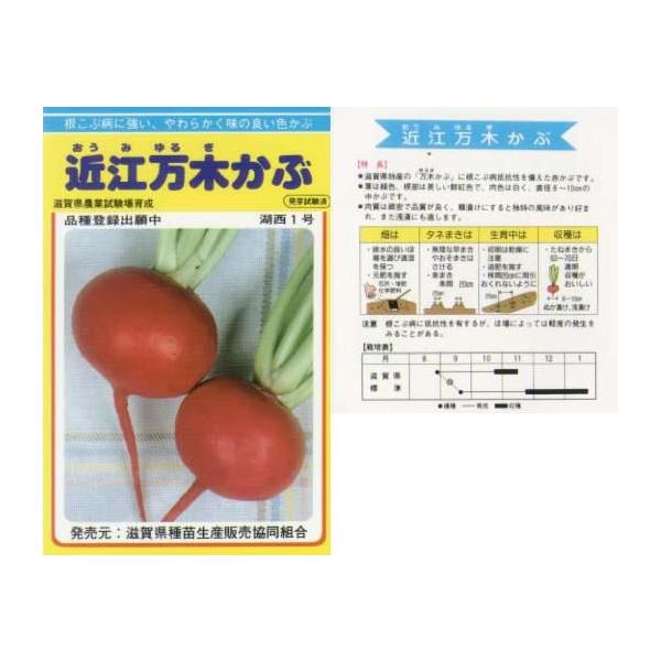 yJuz̓`؃V[Y@ߍ]؂ԁkŒicjl/܁i2.5mlj