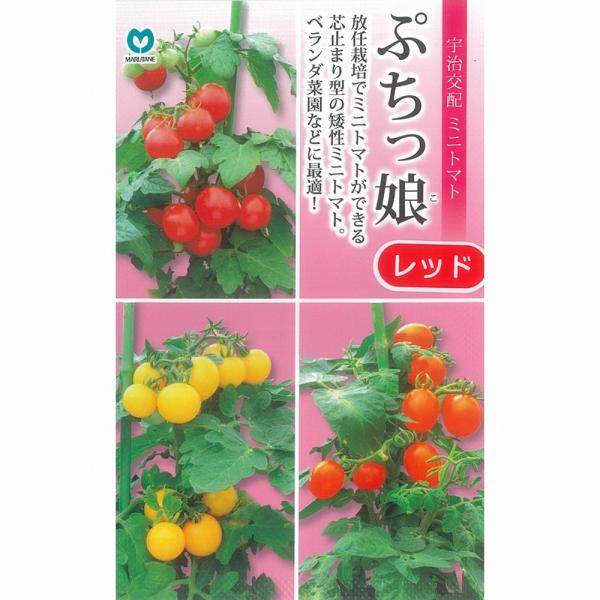 ミニトマト E-21 【朝どり直送】高糖度ミニトマト「宝玉丸」200g×12パック