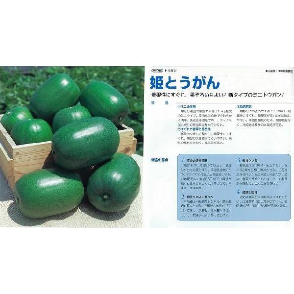 冬瓜 姫とうがん タキイ育成 小袋 T Tgn Hime 家庭菜園 太田シード ヤフー店 通販 Yahoo ショッピング