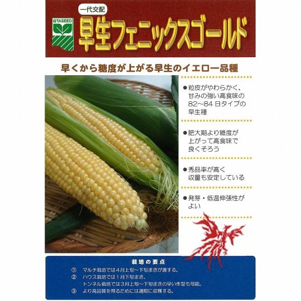 フェニックス 種の人気商品 通販 価格比較 価格 Com