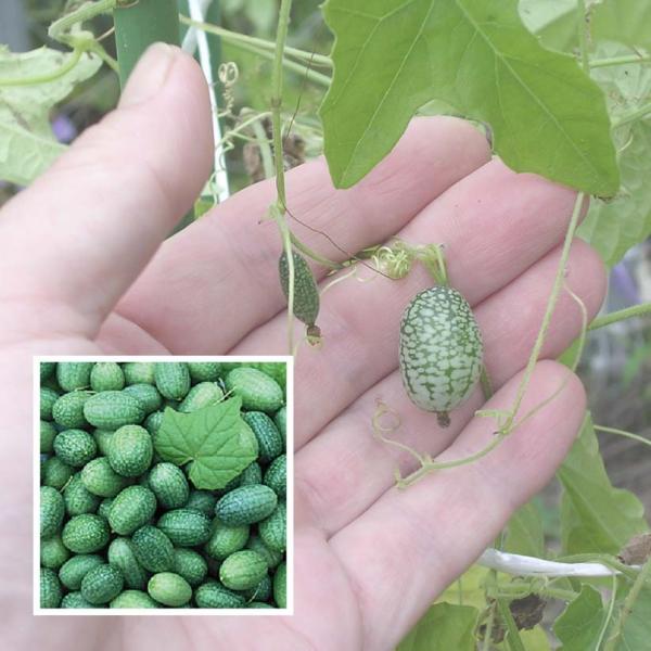 �y���E�̉ʍ؁z�}�C�N���L���E��/���܁i20���j