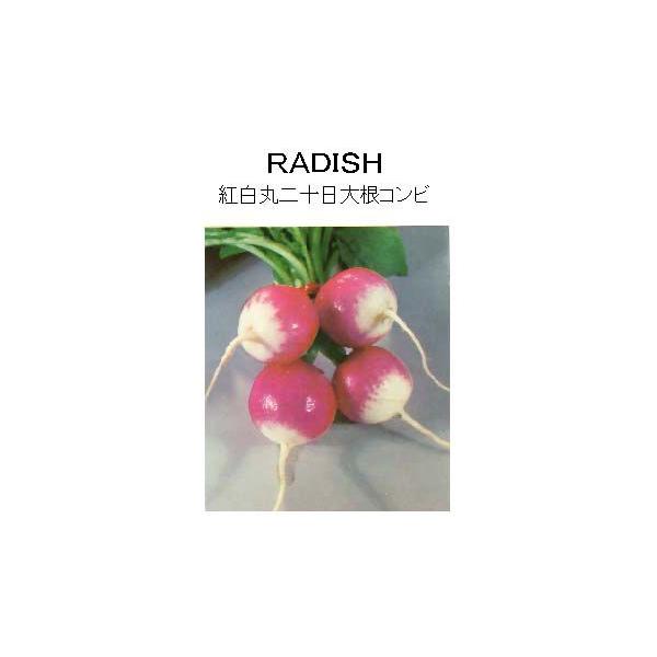 yE̍؁zgۓ\卪Rr/܁i10mlj