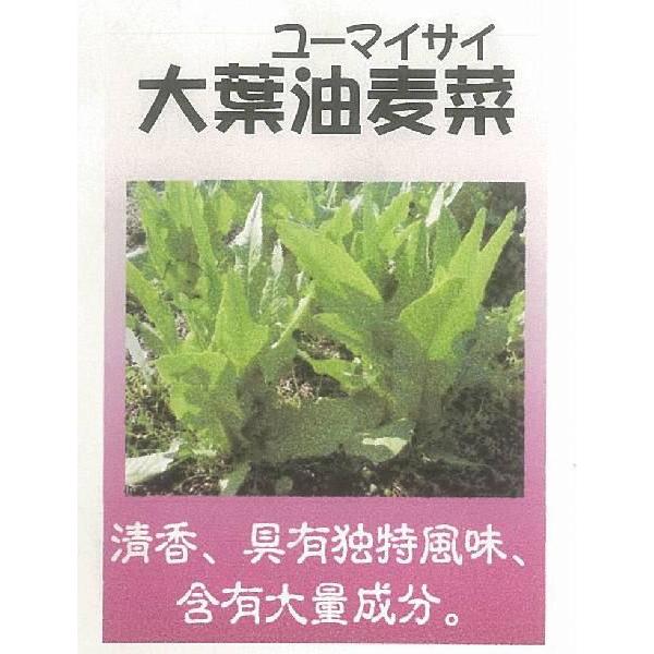 yE̗t؁z t؁i[}CTCj/܁i2mlj