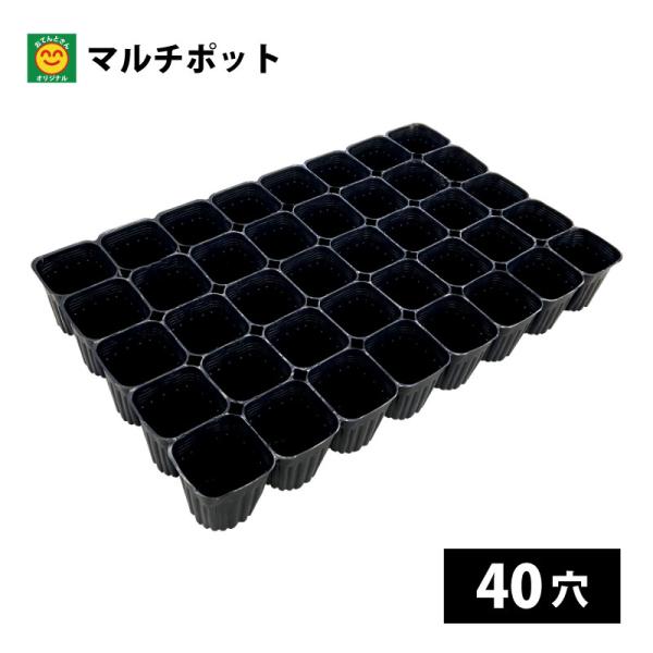 ゆ*ん様 2025実生苗セットa 4センチポット 2024実生苗セットn⚠️ 4センチポット 今年最後の出品です 2024実生