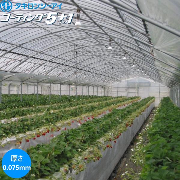 高機能汎用農業用塗布型POフィルム コーティング5+1 厚さ0.075mm 幅 