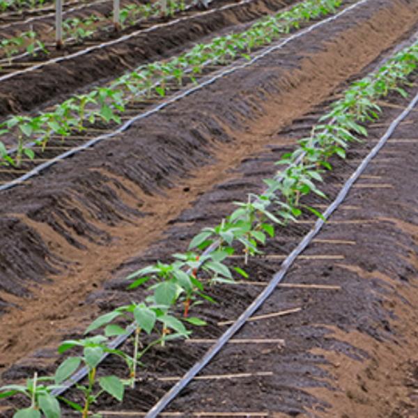 住化農業資材 潅水チューブ ネオドリップ ヨコシタ04L 200m巻 灌水 二