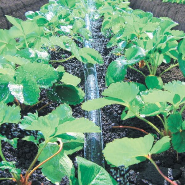 住化農業資材 潅水チューブ ネオドリップ ウエシタ04L 200m巻 灌水 二