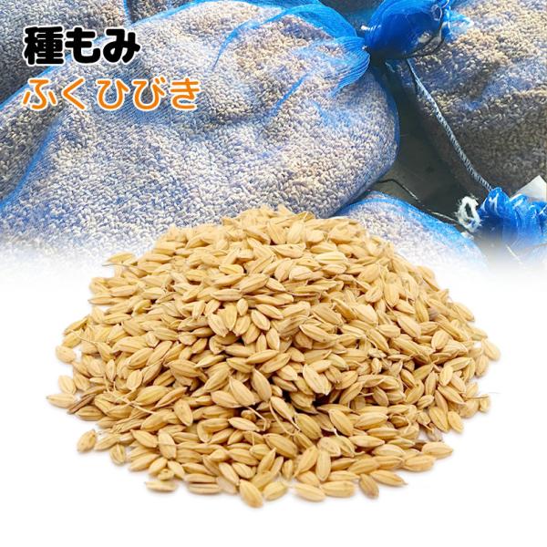 種もみ 20kg ふくひびき 令和7年水稲栽培用種籾 2025年水稲種子 種もみ 20kg ふくひびき 令和7年水稲栽培用種籾 2025年水稲種子