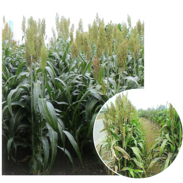 ソルゴー 牧草 8キロ