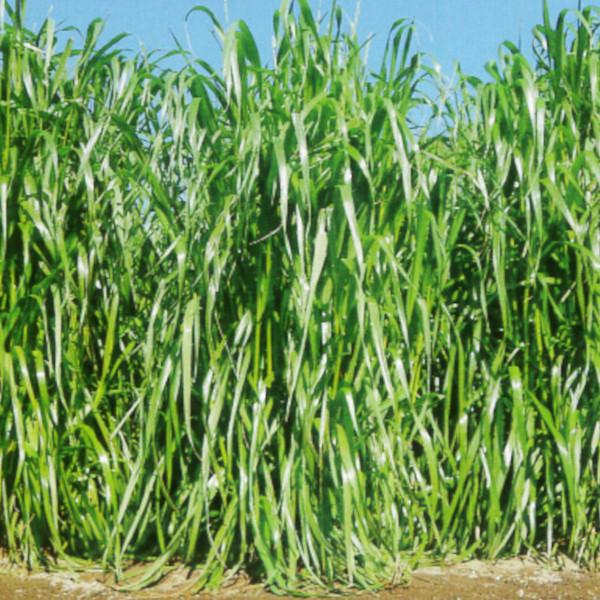 牧草種子【イタリアンライグラス】フウジンSR （中晩生）1kg【カネコ種苗】飼料用/緑肥用