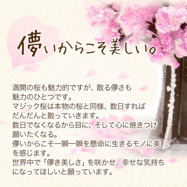 マジック桜 Magic桜 12時間で咲く感動のサクラ おうち花見 室内屋内花見 入学祝 卒業祝 合格祝 母の日 おとぎの国 Buyee Buyee Japanese Proxy Service Buy From Japan Bot Online