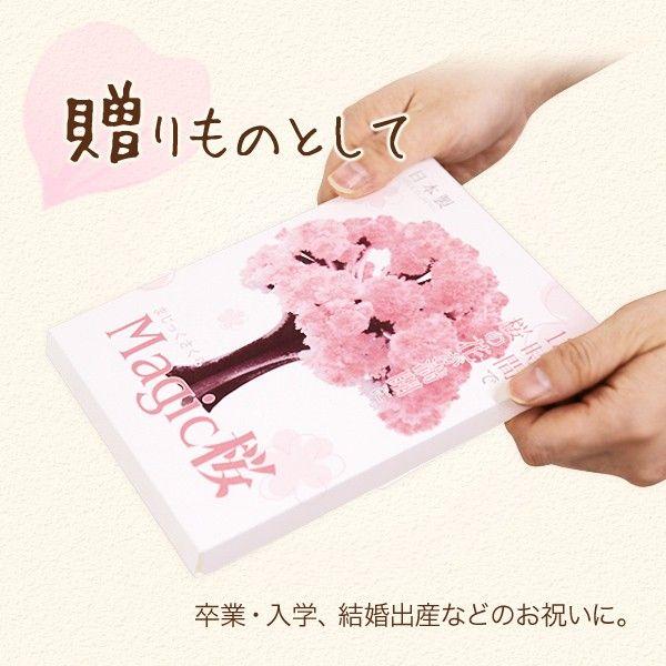 マジック桜 Magic桜 12時間で咲く感動のサクラ おうち花見 室内屋内花見 入学祝 卒業祝 合格祝 母の日 おとぎの国 Buyee Buyee Japanese Proxy Service Buy From Japan Bot Online