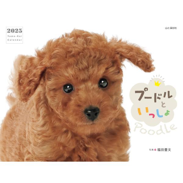 元気いっぱい！ かわいいプードルのベストショット大集合のカレンダーです。  かわいいプードルが毎月登場！ カレンダースペースにもワンポイントの写真が入ります。  ふわふわした毛が特徴的で、多くの人に愛されるプードルだけのカレンダーです。  ...