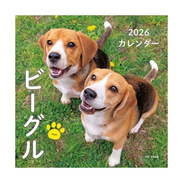 -------------------------------------------------  ビーグルの月めくり大判カレンダー。 撮影はいきいきとした表情の動物写真に定評のある平林美紀氏。  【カレンダーの特徴】 ●壁掛けタイプ ●...