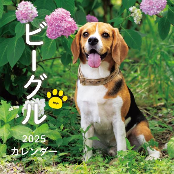 ビーグルの月めくり大判カレンダー。 撮影はいきいきとした表情の動物写真に定評のある平林美紀氏。  【カレンダーの特徴】 ●壁掛けタイプ ●月めくりカレンダー ●前後月入り ●六曜(先勝、友引、先負など) ●二十四節気(小寒、大寒、立春など)...