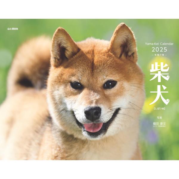 カレンダー2025 柴犬（月めくり/壁掛け） (ヤマケイカレンダー2025)