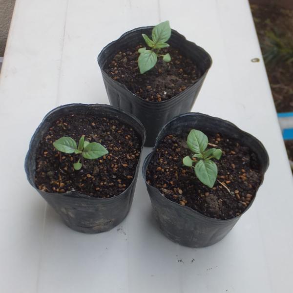 ホーリーバジル 総合 Favofavoitems