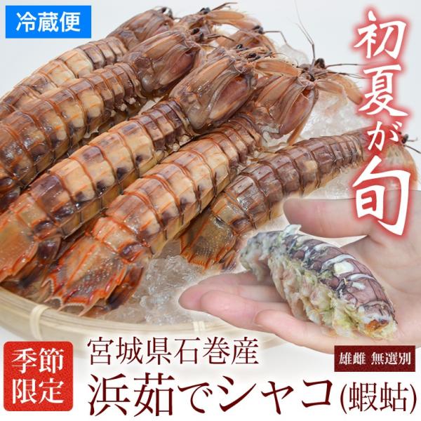 【発売日：2024年05月06日】冷蔵お届けなので、届いたら殻を剥いて食べるだけ！（剥き方説明書付き）獲れたてのシャコ（蝦蛄）を浜茹でしました。※雄雌は無選別となります商 品 名 ：浜茹でシャコ内　　容：ボイルシャコ 約400g 産　　地：...