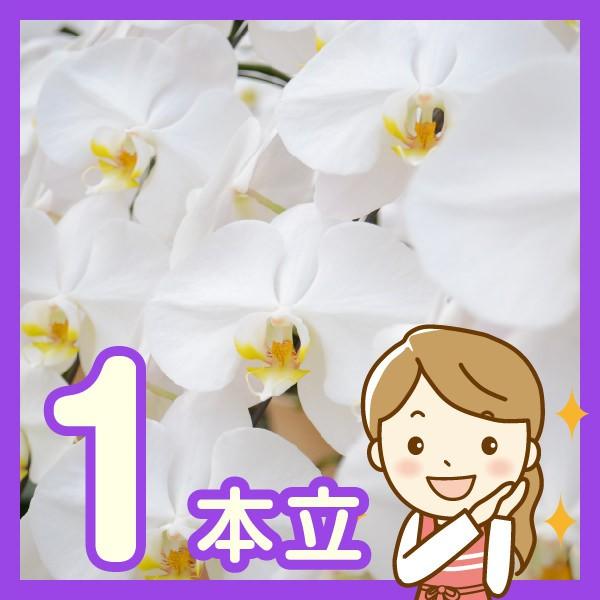 開運コーディネート胡蝶蘭大輪1本立 Buyee 日本代购平台 产品购物网站大全 Buyee一站式代购bot Online