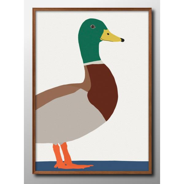 ポスター 鴨 カモ 鳥 バード 絵画 インテリア A3サイズ アート 新築