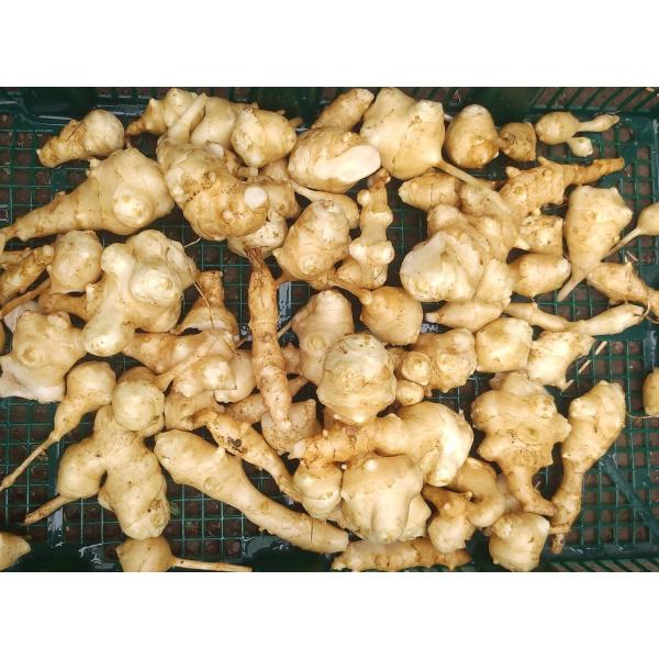 ◆川崎産の無農薬の菊イモを、1kg送料無料で。◆菊芋とは、「畑のインスリン」と呼ばれ、血圧・血糖値を下げる効果が期待されている健康野菜です。しかも、低カロリーの為にダイエット効果もあります。◆調理方法・皮ごと食べられます。・生のまま、サラダ...