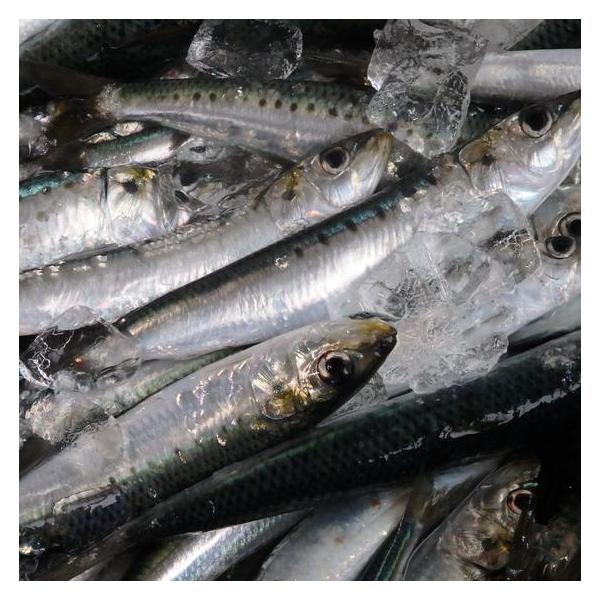 魚介類 その他魚介 真いわし冷凍(食用、餌用)5kg 産地直送 魚介類 その他魚介 真いわし冷凍(食用、餌用)5kg 産地直送