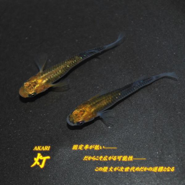 めだか灯 みんな探してる人気モノ めだか灯 ペット ペットグッズ