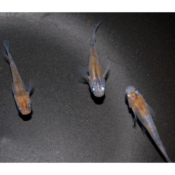 メダカ 長州夢めだか あけぼの 5匹セット 成魚 非透明鱗 三色 珍しい Akebono5 P F ペット アンド フィッシュ 通販 Yahoo ショッピング