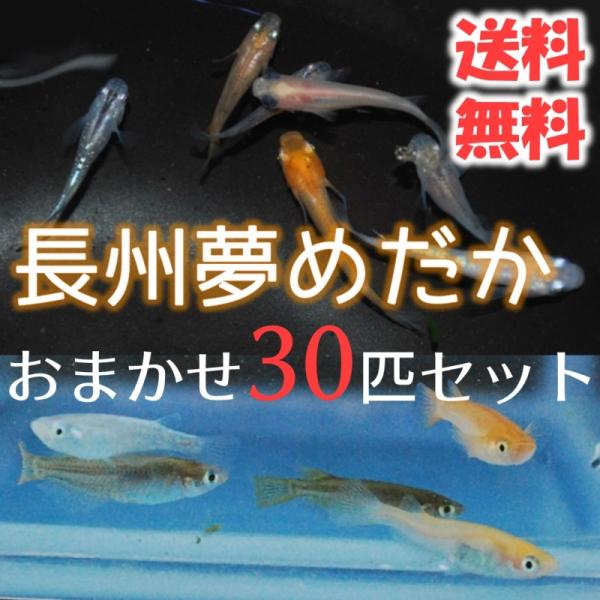 送料無料 メダカ 長州夢めだか おまかせ30匹セット 成魚 Mサイズ Buyee Buyee Japanese Proxy Service Buy From Japan Bot Online