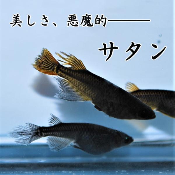 めだか 生体 長州夢めだか サタン 5匹セット 成魚 黒体色 ブラックメダカ ヒレ長 観賞魚 淡水魚 アクアリウム 山口県産 Buyee Buyee 提供一站式最全面最專業現地yahoo Japan拍賣代bid代拍代購服務 Bot Online