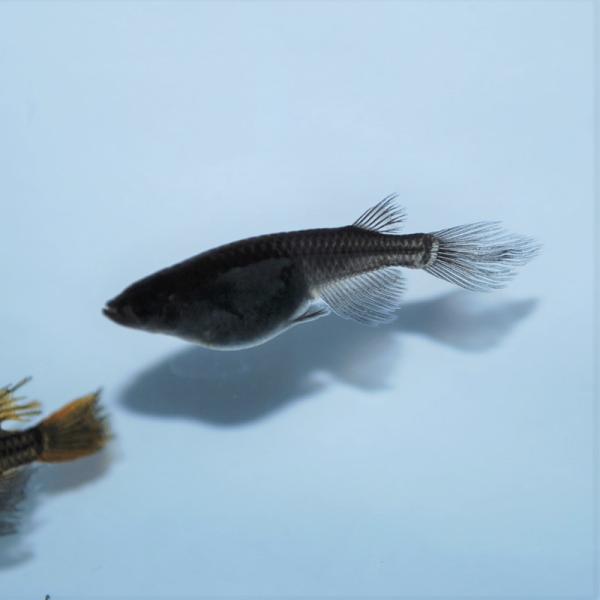 めだか 生体 長州夢めだか サタン 5匹セット 成魚 黒体色 ブラックメダカ ヒレ長 観賞魚 淡水魚 アクアリウム 山口県産 Buyee Buyee 日本の通販商品 オークションの代理入札 代理購入