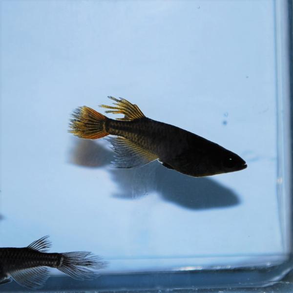 めだか 生体 長州夢めだか サタン 5匹セット 成魚 黒体色 ブラックメダカ ヒレ長 観賞魚 淡水魚 アクアリウム 山口県産 Buyee Servicio De Proxy Japones Buyee Compra En Japon