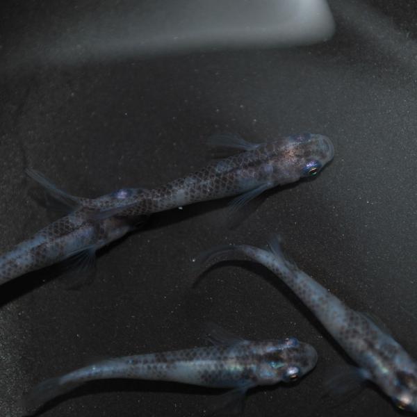 めだか 生体 長州夢めだか すみれ 藍斑 5匹セット ブチめだか 成魚 紫 観賞魚 淡水魚 アクアリウム 山口県産 Buyee Buyee 日本の通販商品 オークションの代理入札 代理購入