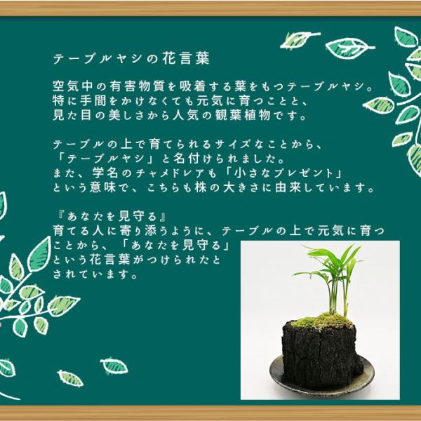 炭盆栽 ぼんさい Bonsai テーブルヤシ 風水 備長炭 くぬぎ炭 観葉植物 室内 屋外 インテリア ガーデニング ギフト 8503 Tableyasi プラスコンフォート 通販 Yahoo ショッピング