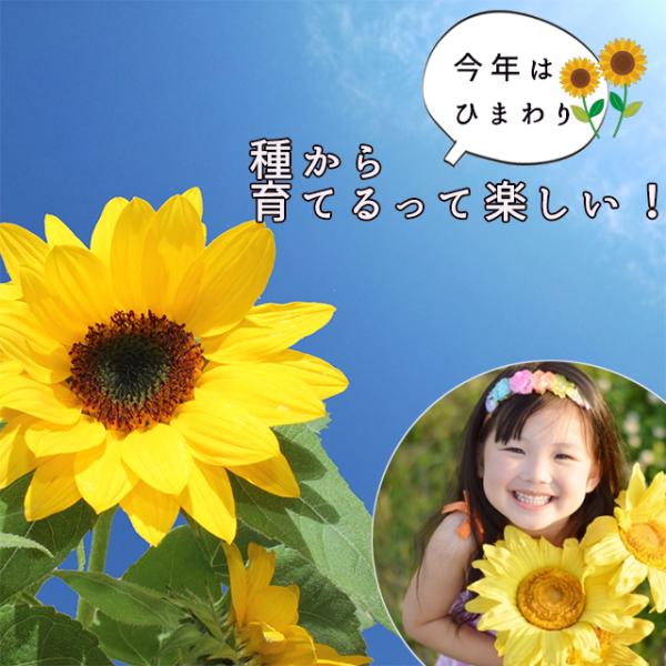 母の日 エンジョイプランター ミニヒマワリ 向日葵 ひまわり 栽培セット 発芽保障 Y Z Book Store