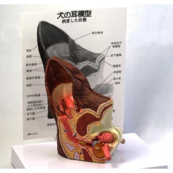 中耳・側頭骨 3D 解剖マニュアル DVD-ROM付 中耳・側頭骨3D解剖マニュアル[DVD-ROM付] | 書籍詳細 | 書籍 | 医学書院