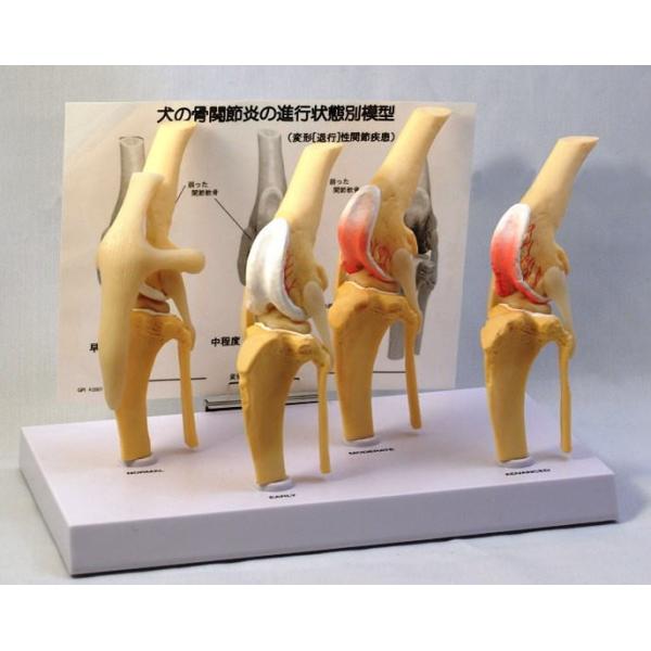 犬の骨関節炎（OA）模型 p-zoom_jm0012
