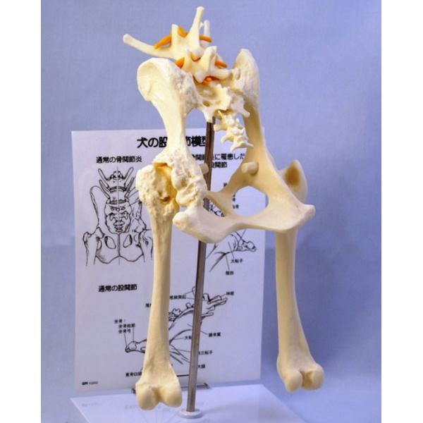 激安単価で 犬の股関節模型 超特価セール Aivs60 Org