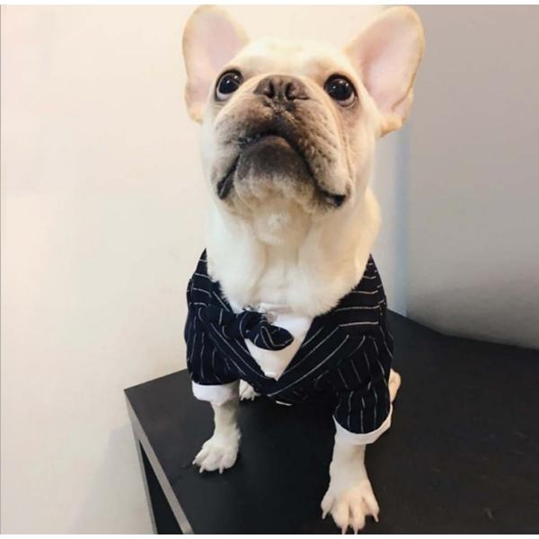 犬 服 犬の服 ペット服 紳士服 コスプレ 撮影 ドッグウェア コート 小中型犬 メール便対応