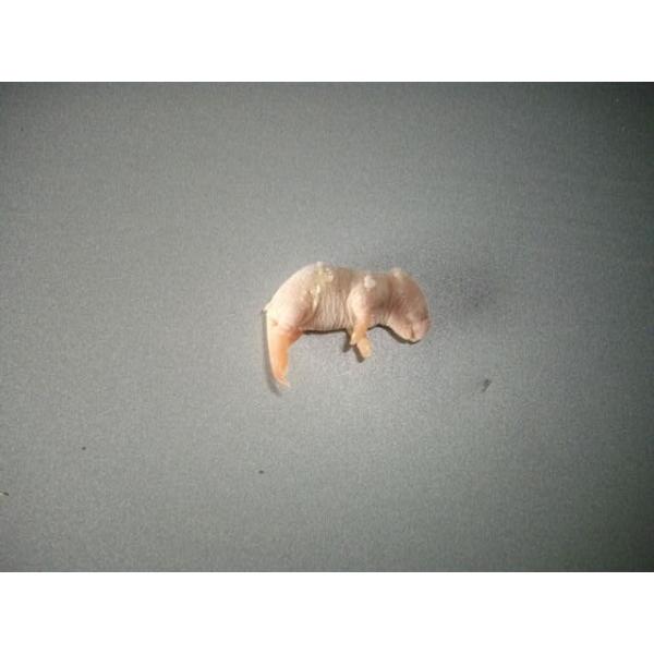 ■10匹単位から賜ります■爬虫類、猛禽類、両生類、大型熱帯魚等の冷凍餌です■約3cmです■解凍におきましては、約40℃の、ぬるま湯約1リットルに食塩約40グラムを入れると、よりいっそう解凍時間の肉の品質維持、煮える等に効果があるようです■こ...