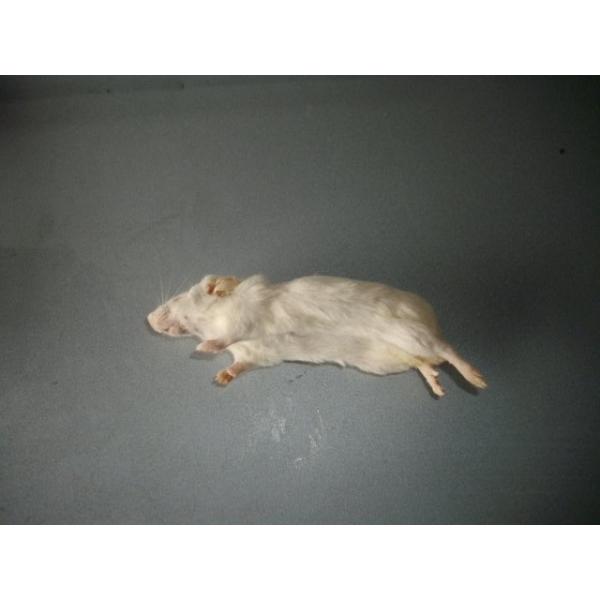 ■10匹単位から賜ります■爬虫類、猛禽類、両生類等の冷凍餌です■約6cmです■解凍におきましては、約40℃の、ぬるま湯約1リットルに食塩約40グラムを入れると　よりいっそう解凍時間の肉の品質維持、煮える等に効果があるようです■このサイズであ...