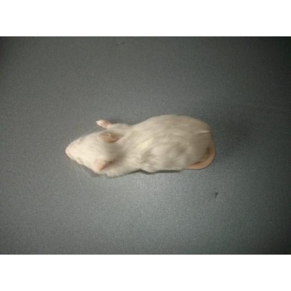 ■10匹単位の販売です■爬虫類、猛禽類、両生類等の冷凍餌です■約7cmです■解凍におきましては、約40℃の、ぬるま湯約1リットルに食塩約40グラムを入れると　よりいっそう解凍時間の肉の品質維持、煮える等に効果があるようです■このサイズであれ...