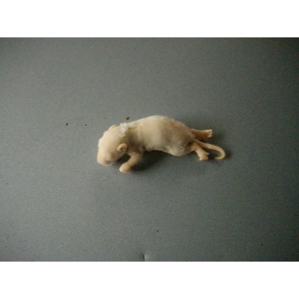 ■10匹単位から賜ります■爬虫類、猛禽類、両生類 大型熱帯魚等の冷凍餌です■約5cm  10グラム〜11グラムです■解凍におきましては、約40℃の、ぬるま湯約1リットルに食塩約40グラムを入れると　よりいっそう解凍時間の肉の品質維持、煮える...