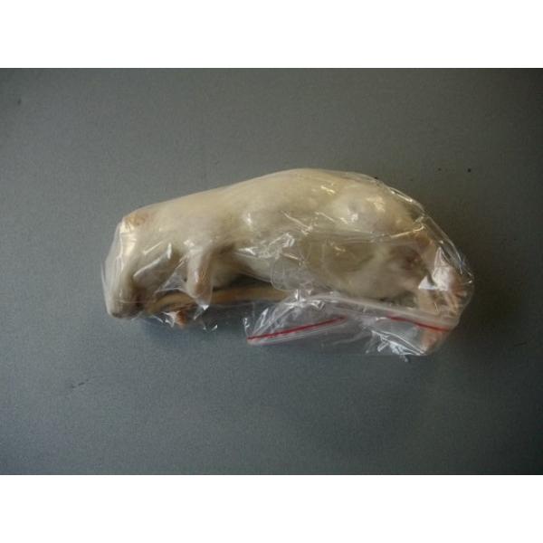 ■1匹から賜ります■黒毛等、異なる体色の商品をおどけする場合もございます体色は選べません■爬虫類、猛禽類等の冷凍餌です■約12cm  60〜80グラムです■解凍におきましては、約40℃の、ぬるま湯約1リットルに食塩約40グラムを入れると　よ...